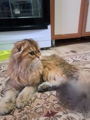 Кошка Залотая шиншила британская 1000сум