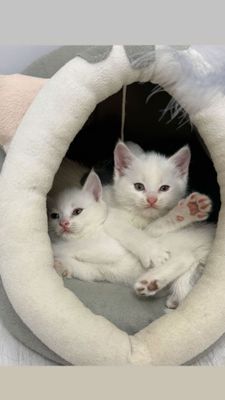 Шотландиский Скотиш страйт боллари сотилади