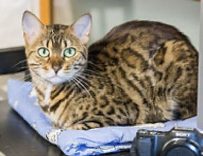 Bengal mushuk 1,5 yosh