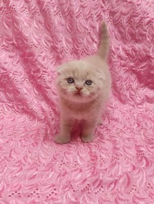 Продается элитный котенок фолд, мальчик, лилового окраса.