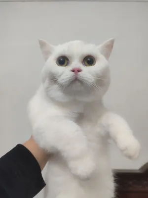 бртанис белий малчик 4мес латок знайте