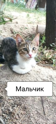 Отдам котёнка в хорошие руки!