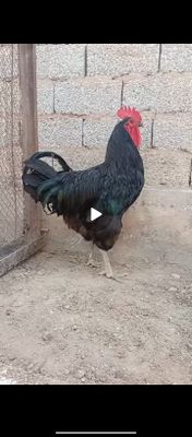 Xoroz sotiladi..