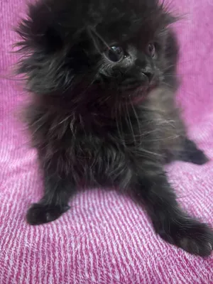 Мальчик британская скоттиш страйт..Возраст 1.5 месяца.К лотку приучен