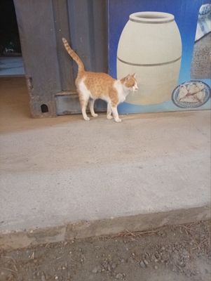 Кошка mushuk pshak sotiladi