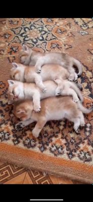 Продаются котятки породы шиншилла