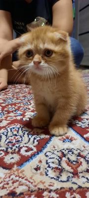 Кошки и котята (порода Веслоухие)
