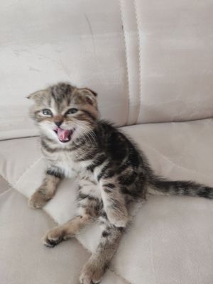 Продаются котята Бритиш фолд Бритиш страйт