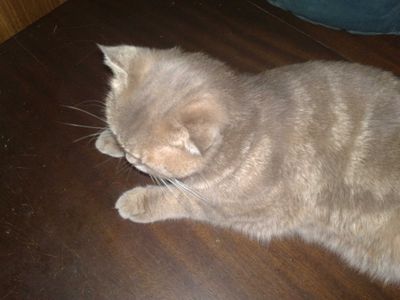 Кошка скотиш фолд, шиншила 1 годик
