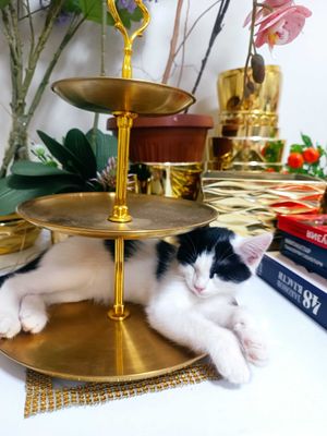 Котенок, 3.5 месяца
