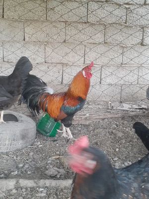 Qizil xuroz sotiladi