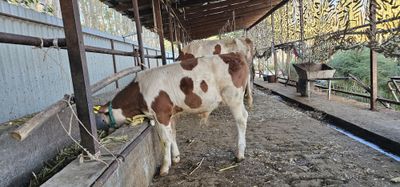 Simmental erkak buzoq 2,5 oylik