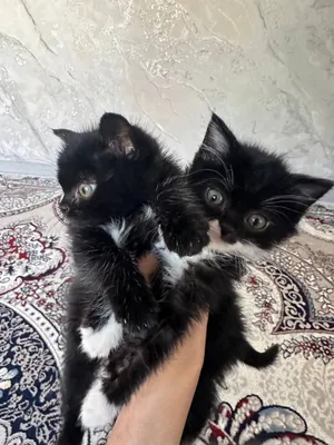 Кошки домашние