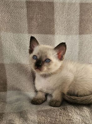 Продаются сиамские котята