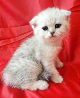 Продается вислоухий (серебристая шиншилла) котенок, девочка