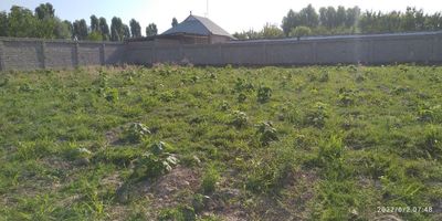 Продается участок земли 40 соток +15. в районе Аккурган.