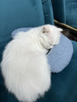 Потреялся котенок