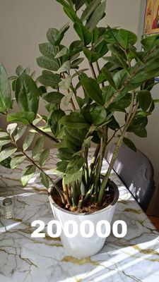 Замиакулькасы разные.