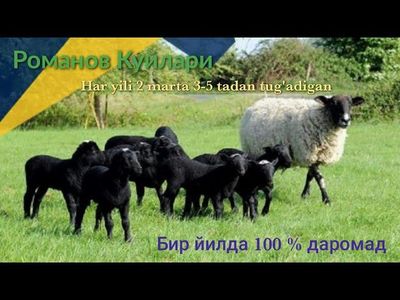 Ramanov qoylari sotladi soglom yiliga ikk marta bolalaydi 2-5 tagacha