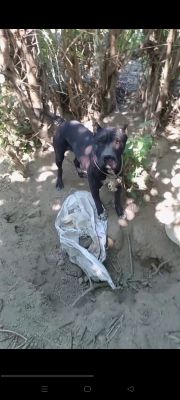 pitbull it 1 yoshar