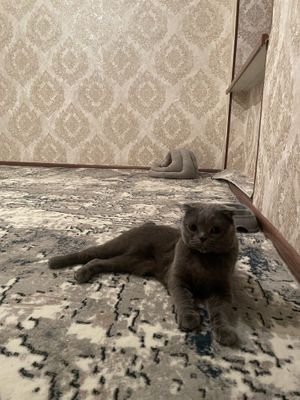 Mushuk scottish fold pasporti bor skottish fold