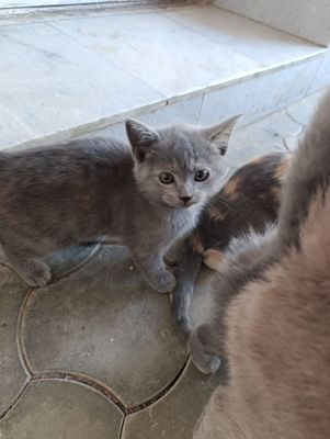Кошки девочка и мальчик