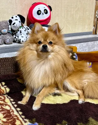 Вязка померанский шпиц