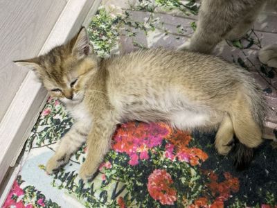 котята скоттиш фолд и вислаухие