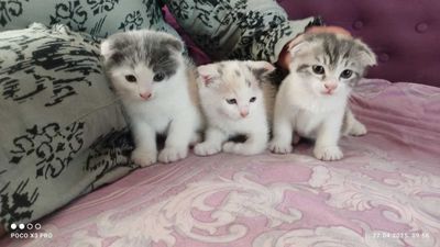 Шотландские котята