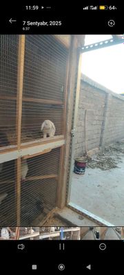Quyon para sotiladi erkak va urg‘ochi