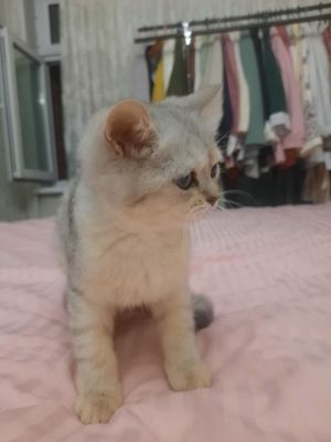 sotiladi