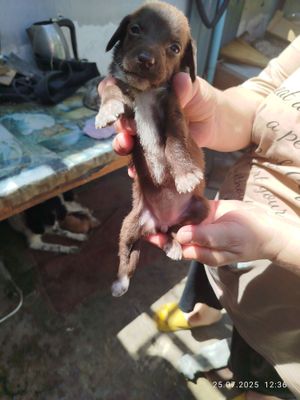 Готовятся к раздачи щенята