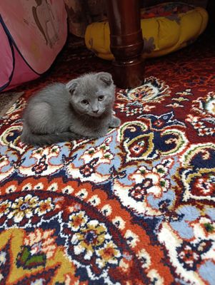 Скоттиш фолд, страйт