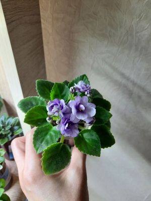 Продаю миниатюрную фиалку АВ - Кисельные берега