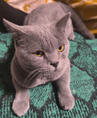 Mushuk Кошкаа 000