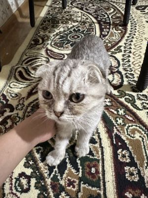 Продаётся кошка Пародистый