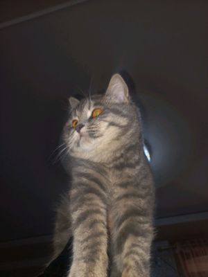 Кошка продаётся  150$