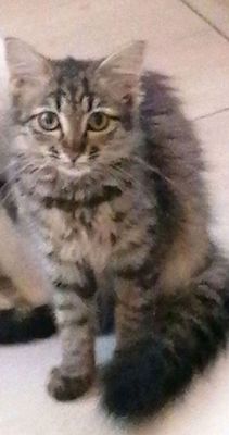 кошка