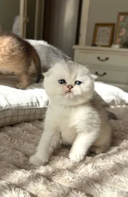 Чистокровные котята