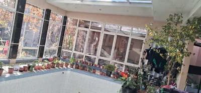 цветы комнатные