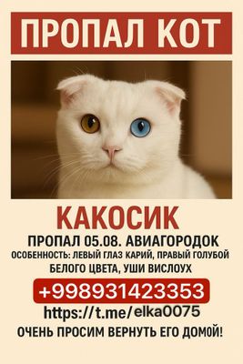Потерялся кот,помгите найти