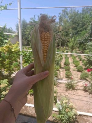 кукуруза  макка жухори