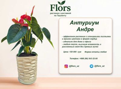 Цветы для дома и офиса - растение - Антуриум Андре