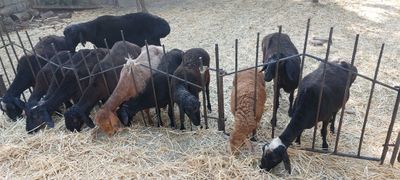 Katta Qo'chqor,(qo'y) sotiladi Катта Кучкор сотилади,(куй)