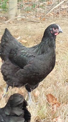 Gigant jersi 4 oydan otgan jojalar