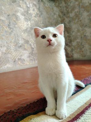 Zolotoy shinshila va fold bolalari