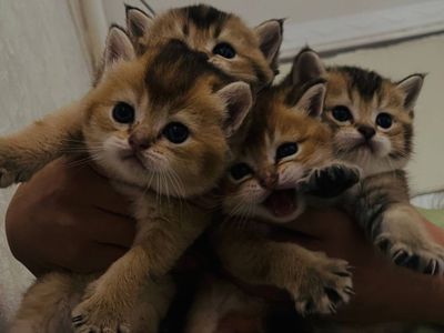 Котята скотиш страйт шиншила