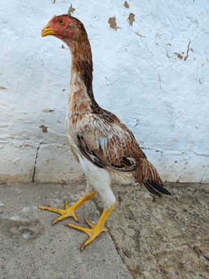 Joʻjalar Shalpan makiyon