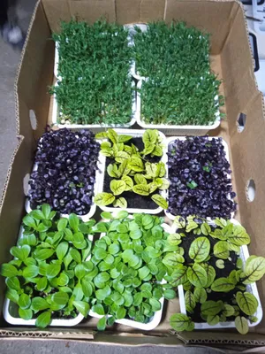 Vitaminli Dorivor Tabiiy Mikrozelenlar sotiladi