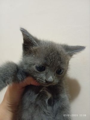 Mushukchalar 1yarim oylik. Latok bilishadi.jinsi ayol.